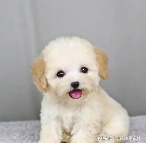 男生抱萨摩耶头像泰迪