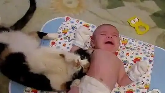 猫咪偷偷抹把泪表情包眼
