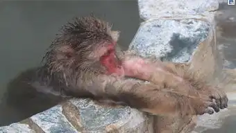 猴子图片搞笑表情包泡温