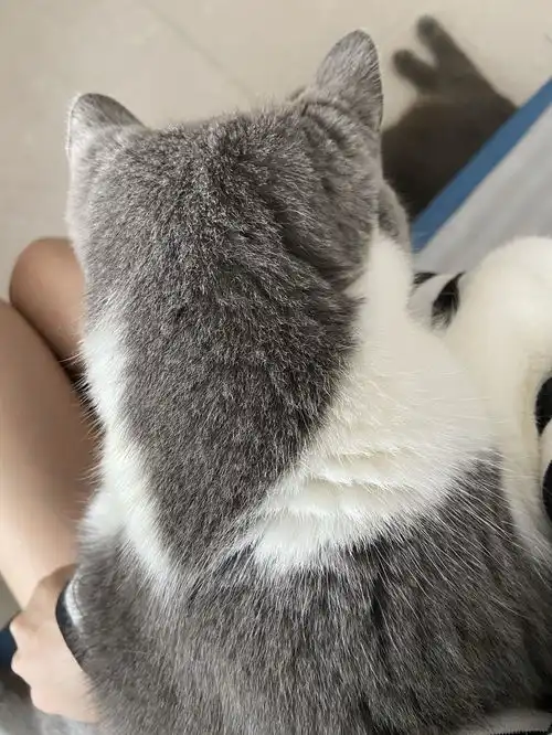 请问养了两只猫,还能找到男朋友吗