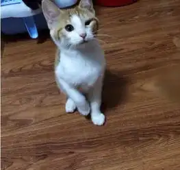 猫咪交给男友照顾三天,回家后心里凉凉,喵亲爱哒这谁呀