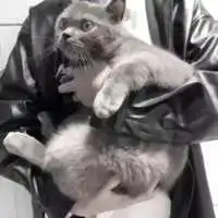 两只小猫伴侣头像