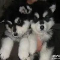 阿拉,萨摩,哈士奇,贵宾,金毛纯家养