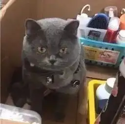 黏人猫怕被丢弃,在麻麻整理东西时赖在打包箱扮可怜,还泛泪网友它知道的