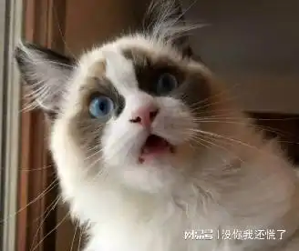 父亲大人说今年不要你们回家过年了