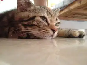 蓝猫老打喷嚏不爱吃饭,猫咪打喷嚏是感冒了吗