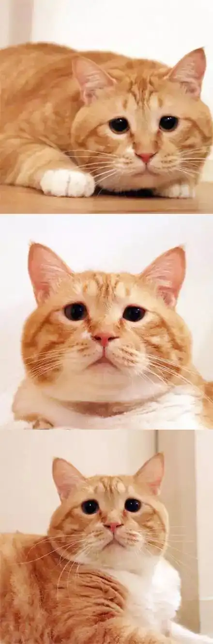 小胖橘猫guppy,每天丧丧的不开心,哈哈哈可以来收表情包了