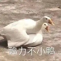 鸭力不小鸭