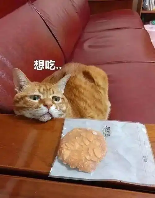 想吃再肥的橘猫也会饿啊