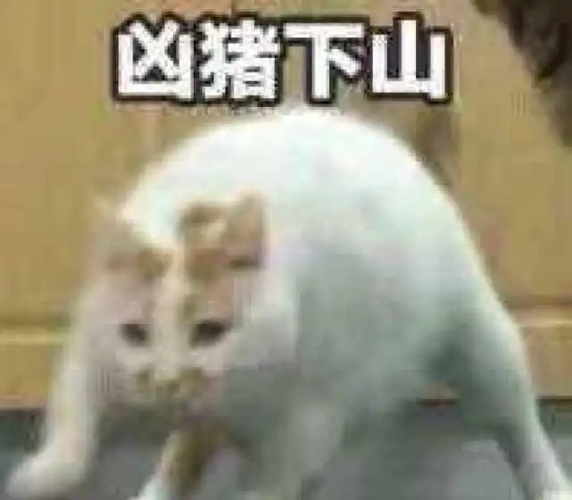 最近火了一波凶猪下山猫咪表情包,奶凶超可爱,聊天必备神器