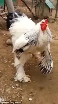 家禽之王出笼是什么样的视觉体验
