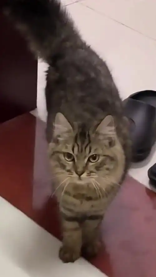 猫咪趁主人上班把水龙头打开,男生回来的表现好暖啊