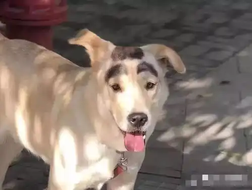 你快乐的源泉是什么