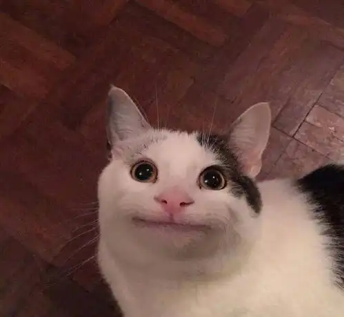 天生一副假笑脸的猫咪,堪称喵版假笑男孩,好魔性