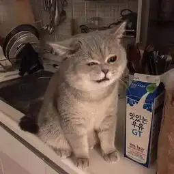 猫咪可怜巴巴的坐着,见主人回来没带小鱼干,表情瞬间变的狰狞