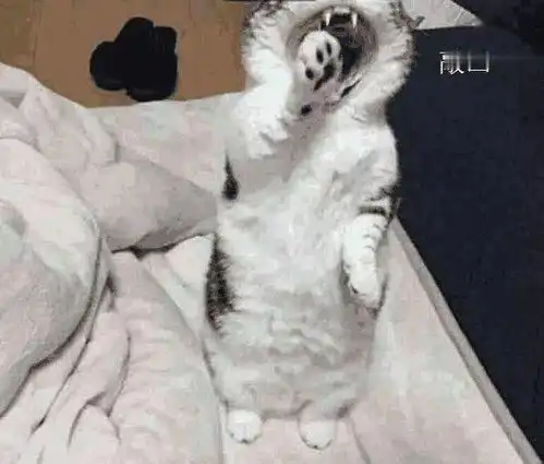 主人深夜才回家,却被不知道什么时候溜进来的猫咪吓了一跳,猫咪给你三秒,快点哄我