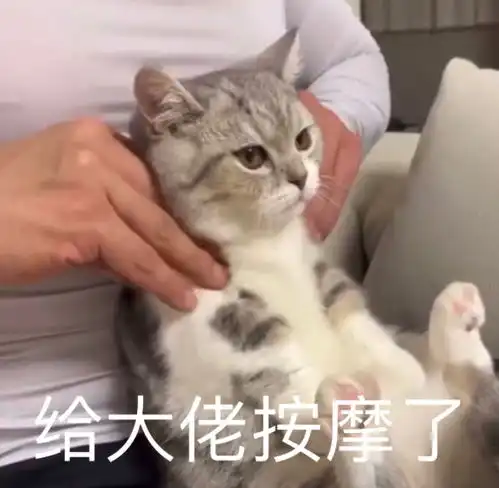 摸鱼鱼表情包什么意思猫