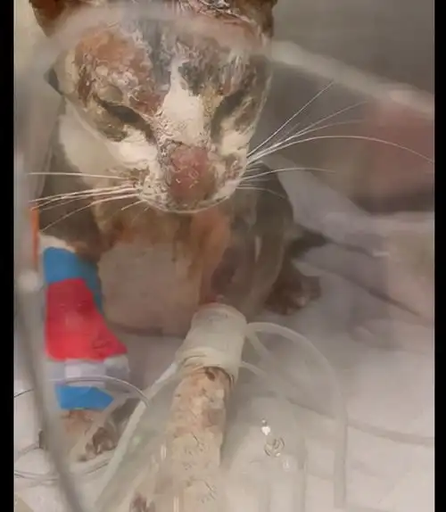男子为挽回女友的心,竟把魔爪伸向他们养的猫,煮开水浇在它身上