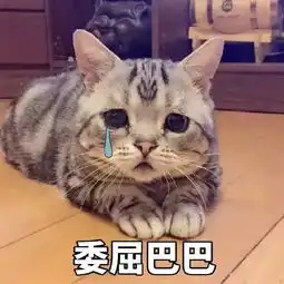 我给猫喂了伏特加,这次绝对红
