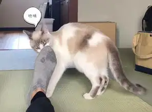男子伸出大脚丫,猫咪忍不住闻了一下,随后仿佛被定住了