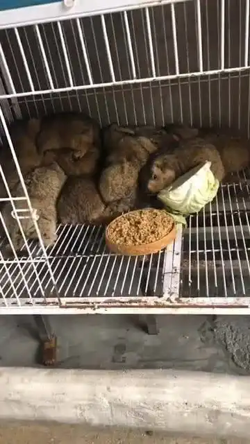 宠物土拨鼠,就是那个表情包的土拨鼠,是你心动的宠物吗