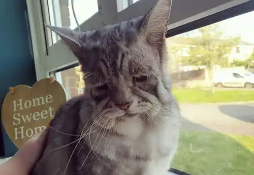 猫咪头像男生代表什么壁