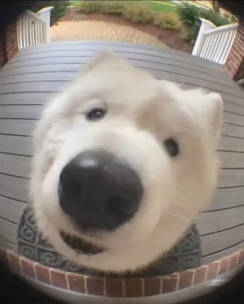 被狗咬后狂犬病发作死亡,保险能提供哪些保障