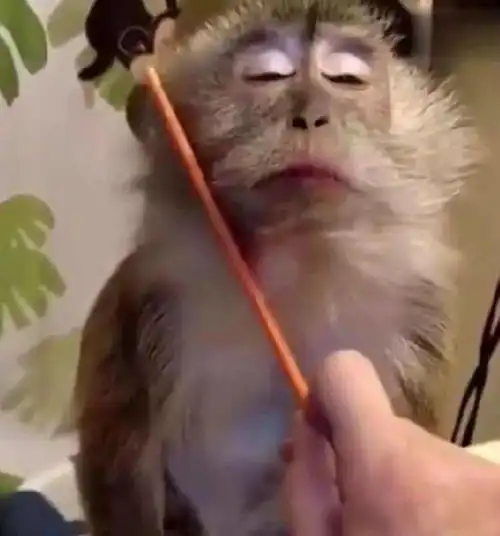 主人给猴子梳理毛发,猴子一脸享受周到服务,销魂神情让人笑喷