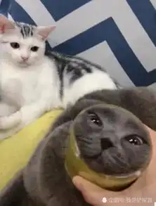 猫咪偷吃小鱼干,被主人当场逮住,下一秒让它变成表情包