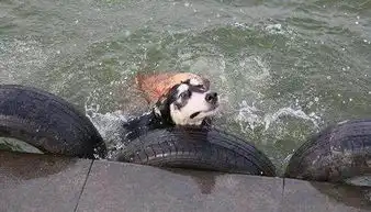 主人一脚把哈士奇踢下水,水中的金毛表情亮了,还顺嘴咬哈士奇