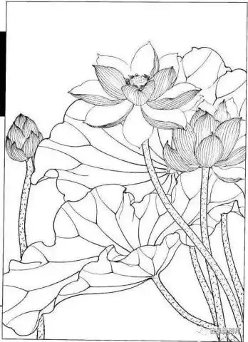 我是雕刻师,白描荷花画谱