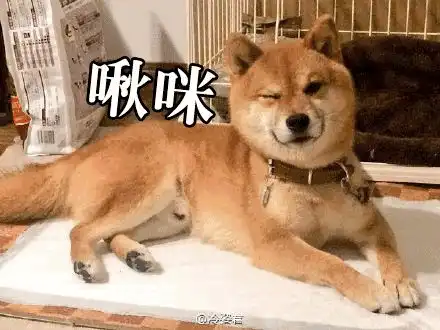 狗年话狗丨那些和狗有关的梗你知道吗