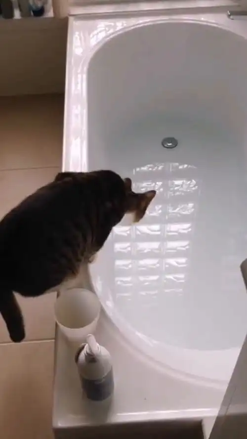 好奇害死猫,这就是你好奇的下场