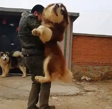100多斤的阿拉斯加犬撒娇,非要主人抱抱,最后.....