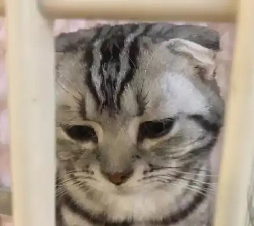 猫猫头表情包委屈