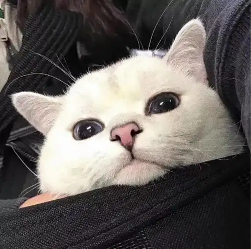 猫头像男生专用版高冷冷