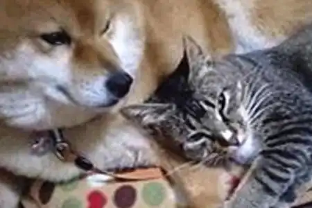 被猫咪压到胳膊发麻,柴犬依旧不忍抽走,最后的表情说明一切
