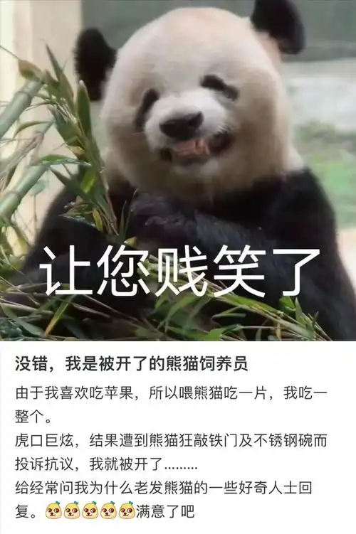 熊猫饲养员被开除,因和熊猫抢苹果走红笑翻评论区水果大熊猫苹果属濒危物种网易订阅