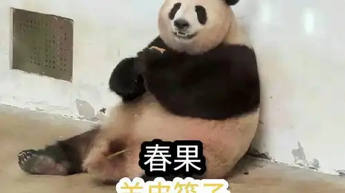 大熊猫香果,小时候把自己吃撑起不来,大家都以为它噶了