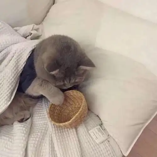 男生抱猫咪头像图片谈判