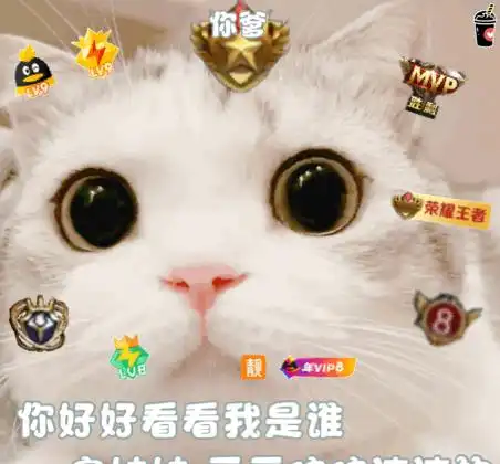 喵喵喵表情包用最萌的颜说出最狠的话