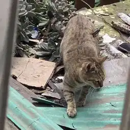 上海射猫男子被依法拘留,律师表示之后可能会判刑