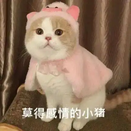 早期猫猫企图统治地球的珍稀照片