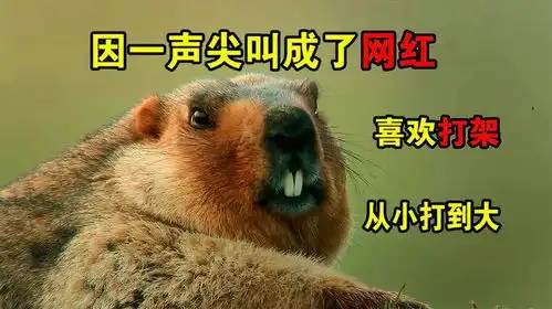 土拨鼠最喜欢干架的动物,从小打到大,却因一声尖叫成了网红