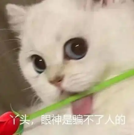 表情包猫咪头拿玫瑰系列