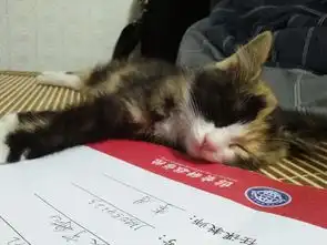 猫可以萌到什么程度