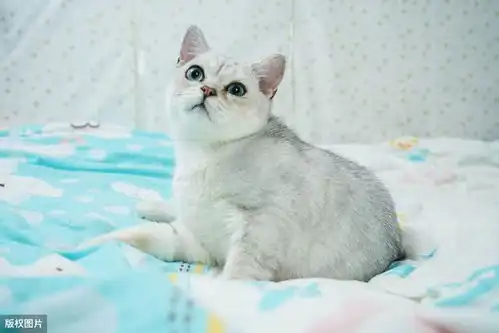 英国短毛猫常见的10种颜色,你都认全了吗