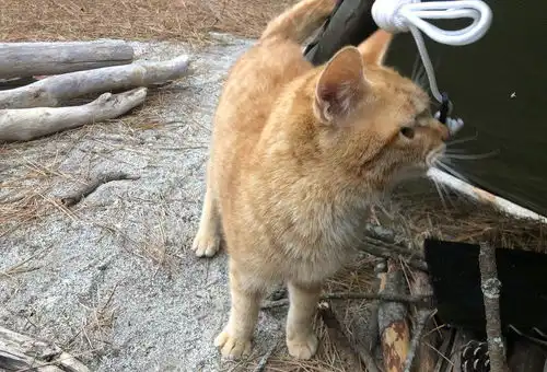 一人露营却遇上野猫来搭伙隔天猫猫还送上高萌谢礼