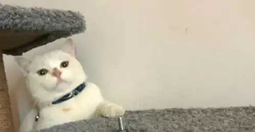 资深猫奴具备的五大特点,你又中了几招