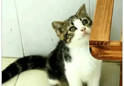 猫咪发现私藏的小鱼干没了,随后的一个表情,让主人笑的直不腰